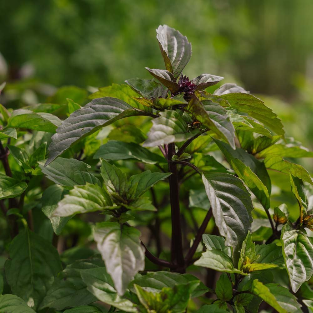 Thai Basilikum Samen - 50 Biosamen