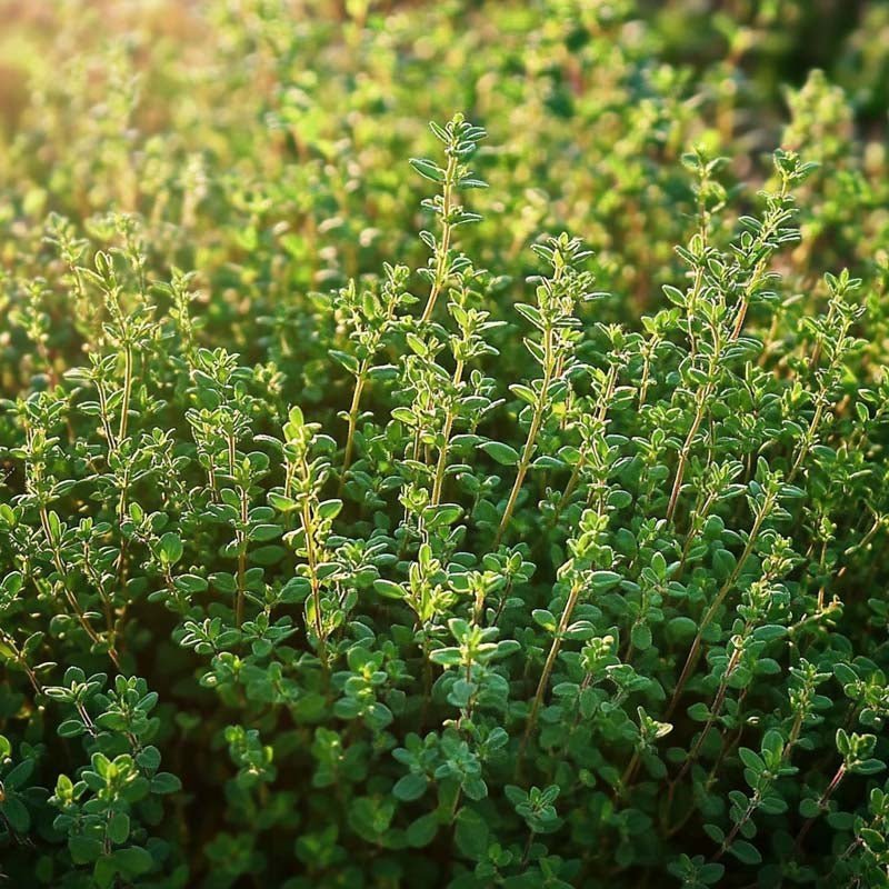 Thymian Samen 'German Winter' - 300 Biosamen