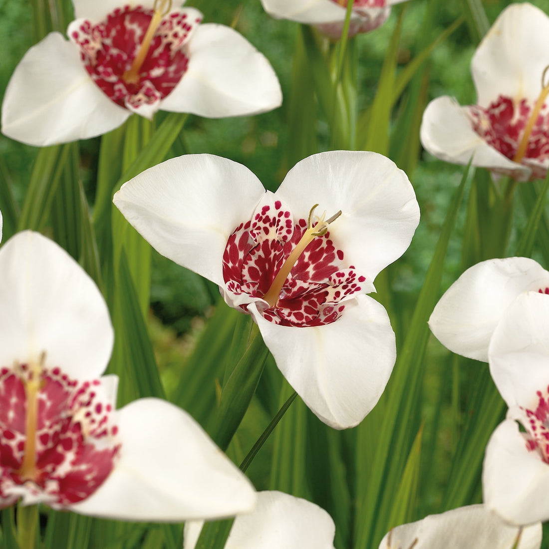 Tigerblume, Tigridia 'Alba'