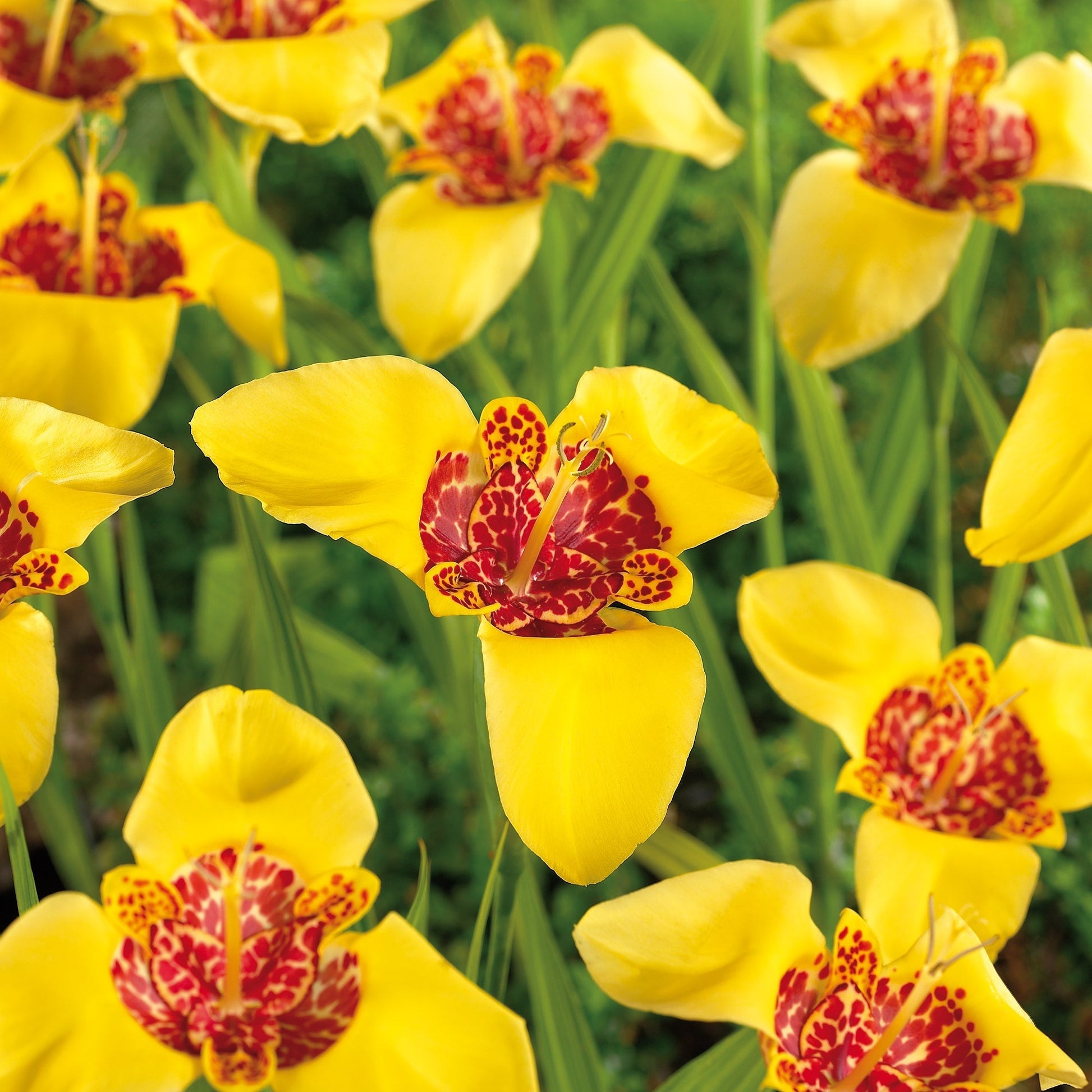 Tigerblume, Tigridia 'Aurea'