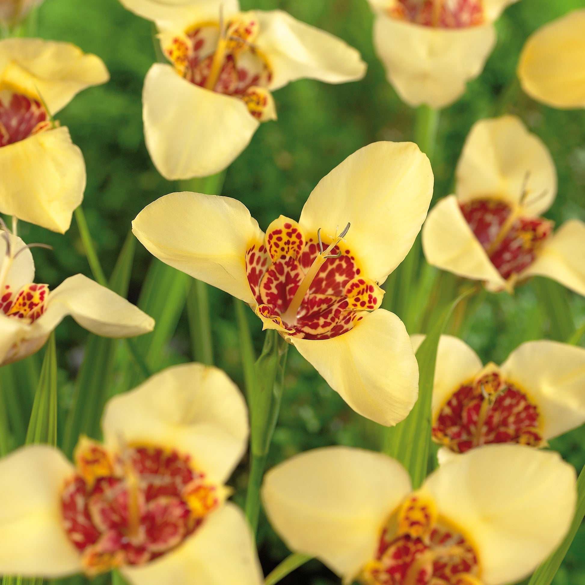 Tigerblume, Tigridia 'Canariensis'