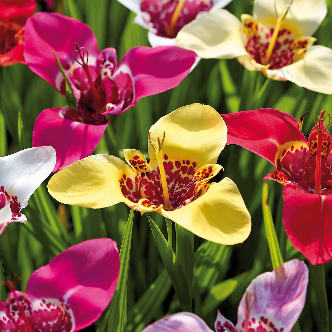 Tigerblume, Tigridia 'Pavonia Mixed'