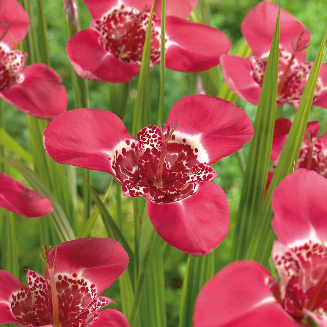 Tigerblume, Tigridia 'Pink'