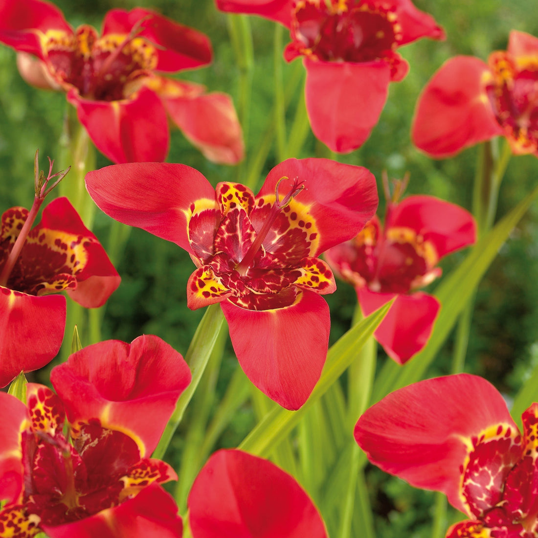 Tigerblume, Tigridia 'Red'