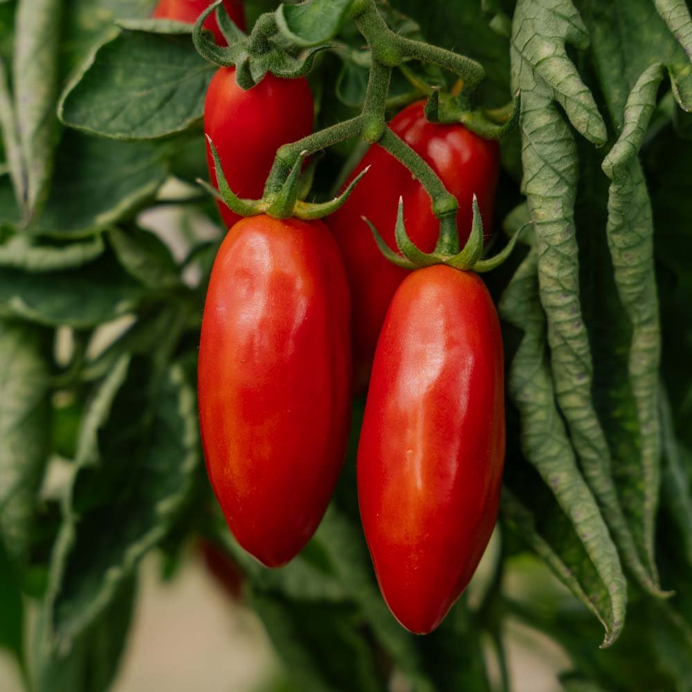Tomatensamen 'San Marzano' - 10 Biosamen