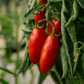 Tomatensamen 'San Marzano' - 10 Biosamen