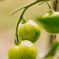 Tomatensamen 'Tigerella Bicolore' - 40 Biosamen