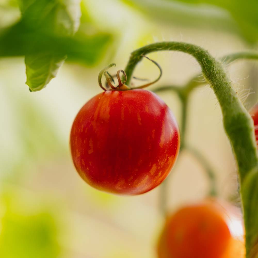 Tomatensamen 'Tigerella Bicolore' - 40 Biosamen
