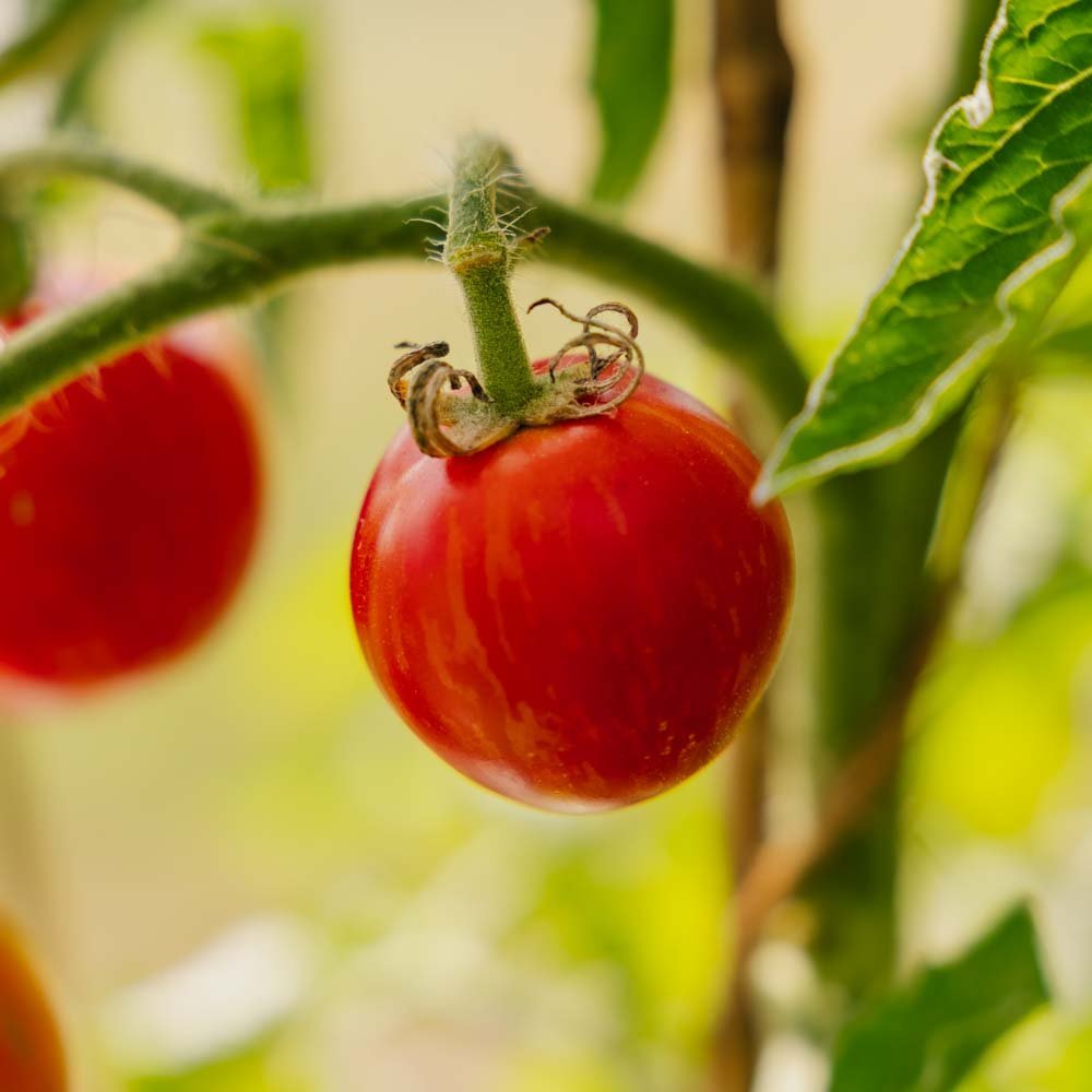 Tomatensamen 'Tigerella Bicolore' - 40 Biosamen