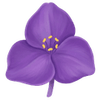 Tradescantia Stängel / Dreimasterblume