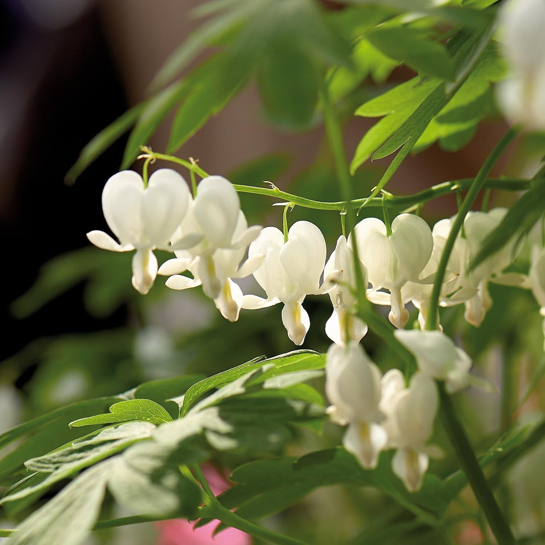 Tränendes Herz, Dicentra 'Alba'