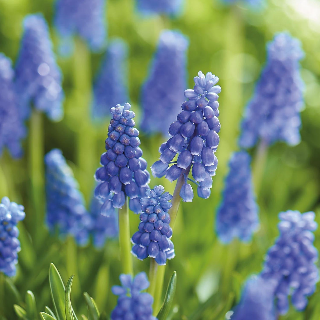 Traubenhyazinthe, Muscari 'Armeniacum'