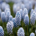 Traubenhyazinthe, Muscari 'Baby's Breath'