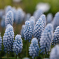 Traubenhyazinthe, Muscari 'Baby's Breath'