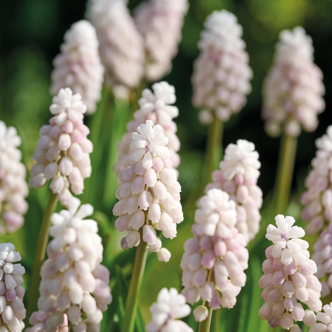 Traubenhyazinthe, Muscari 'Pink Sunrise'