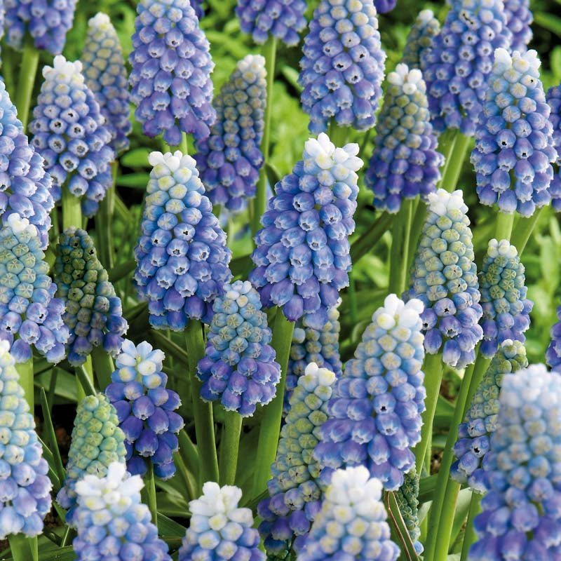 Traubenhyazinthe 'Ocean Magic'