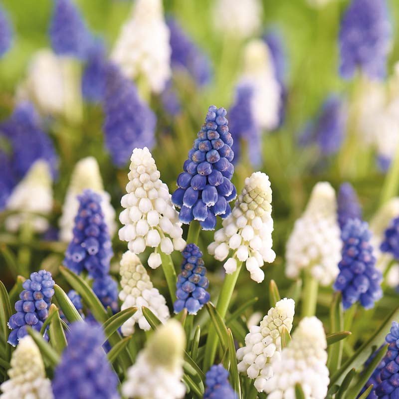 Traubenhyazinthenmischung 'Mixed'