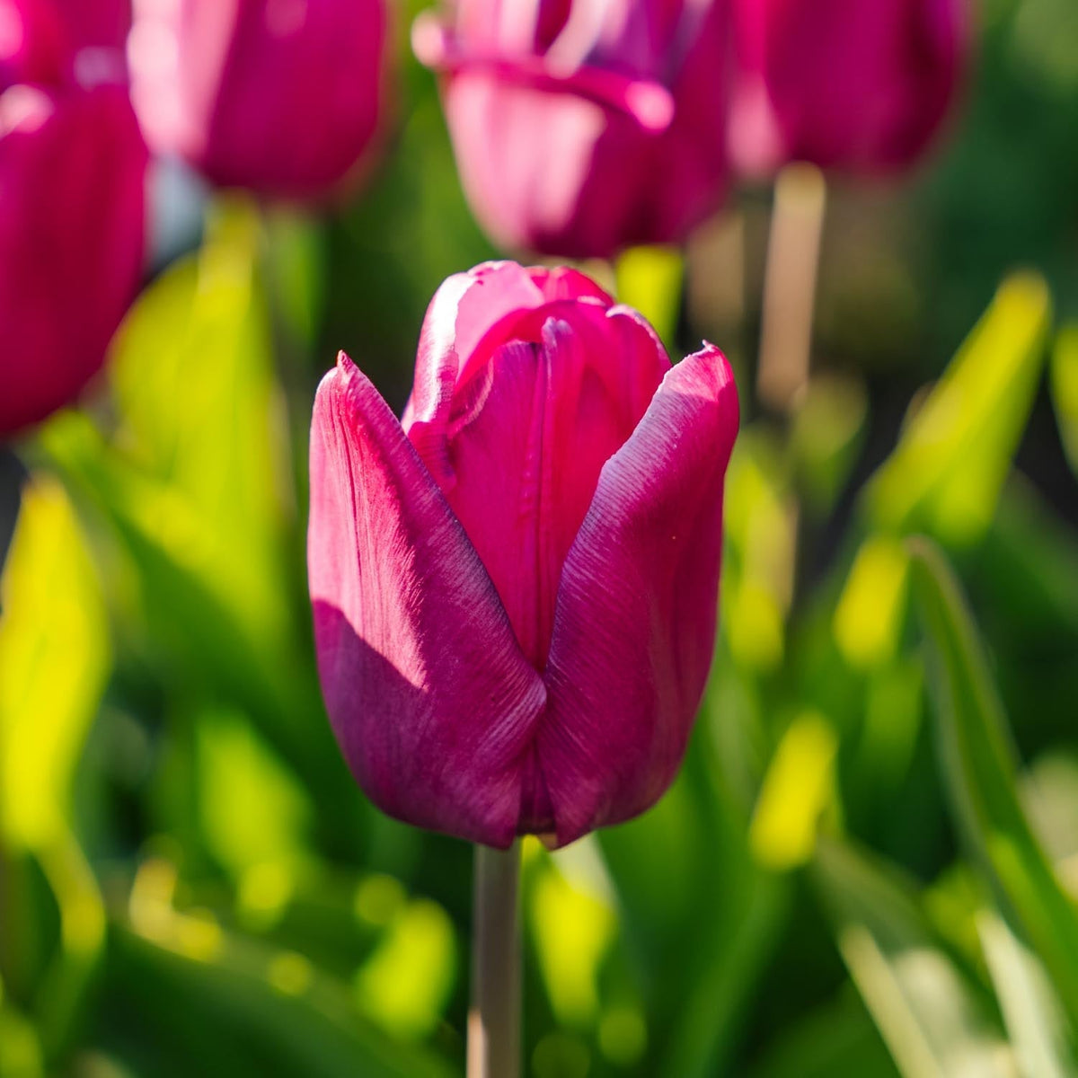 Løglasagne 'Easter Bonnet'
