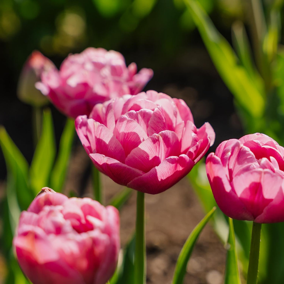Tulipan 'Tabledance'