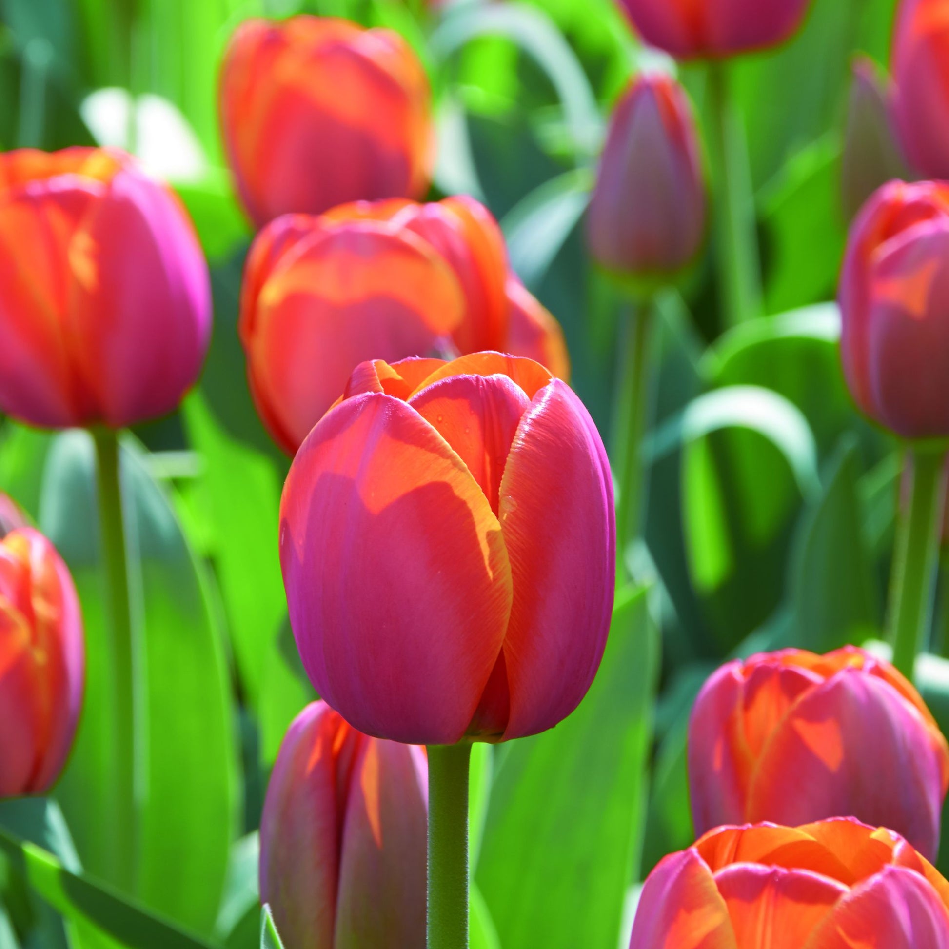 Tulpe 'Ad Rem'