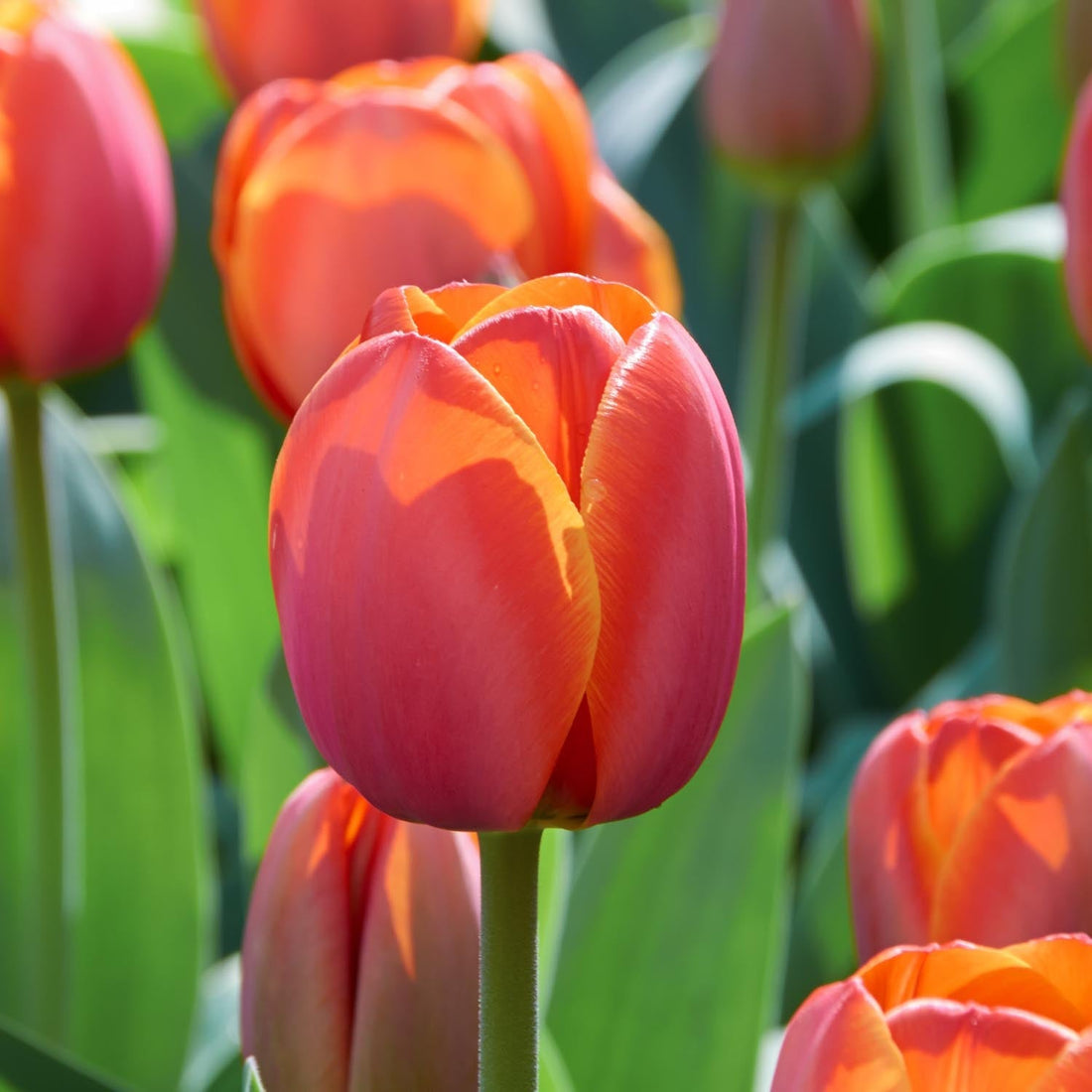 Tulpe 'Ad Rem'