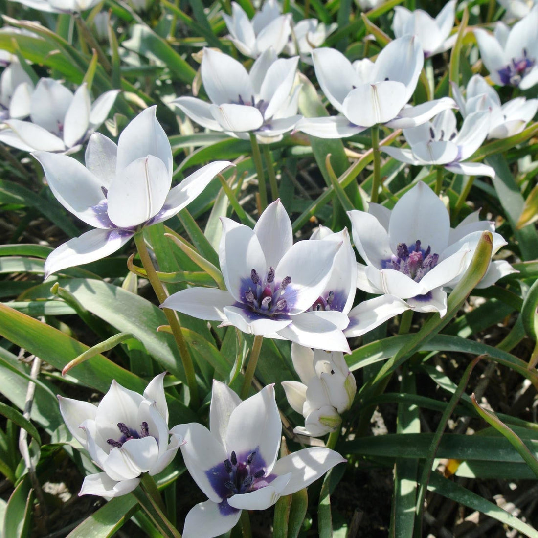 Tulpe 'Albo Caerulea'