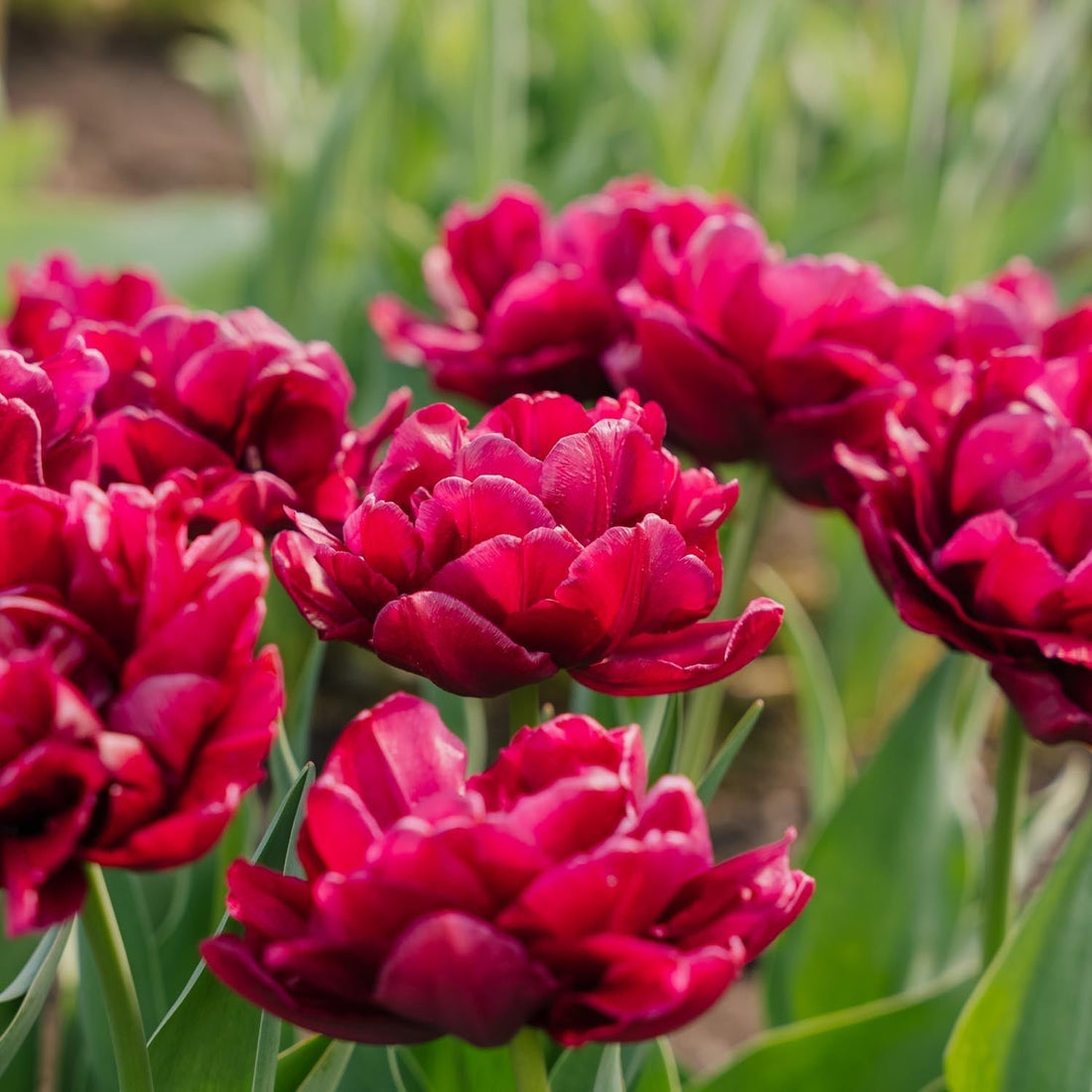 Tulpe 'Alison Bradley'