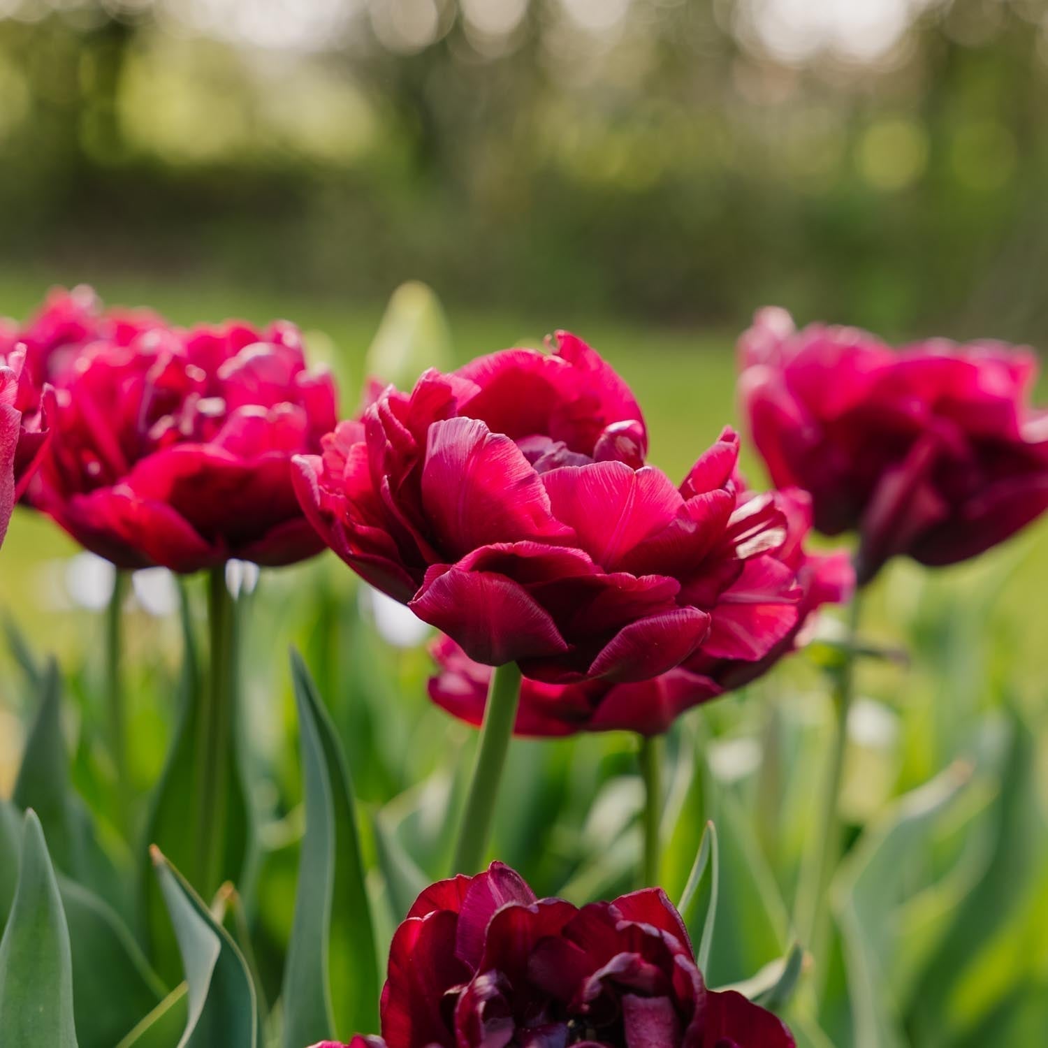 Tulpe 'Alison Bradley'
