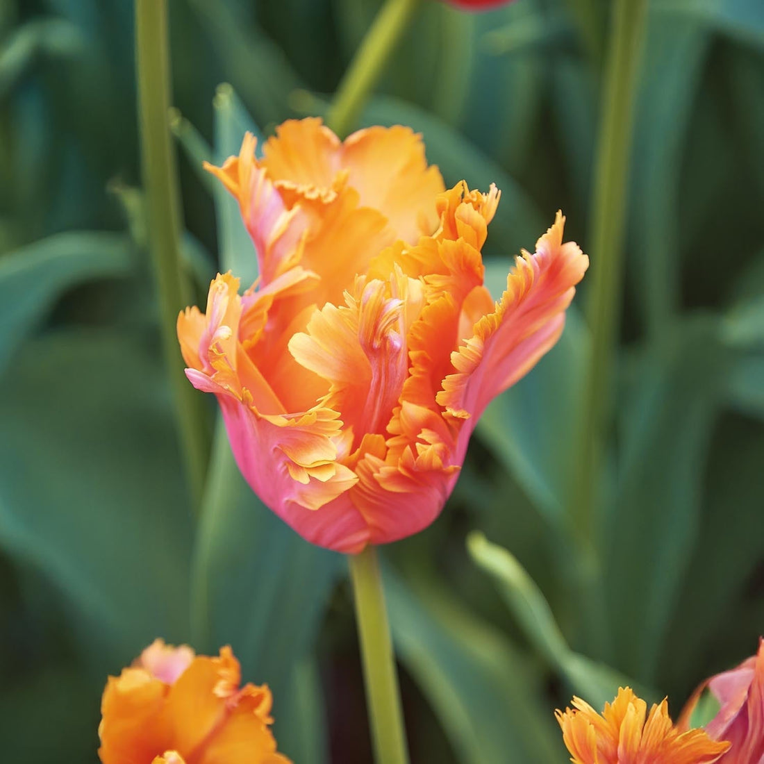 Tulpe 'Amazing Parrot'