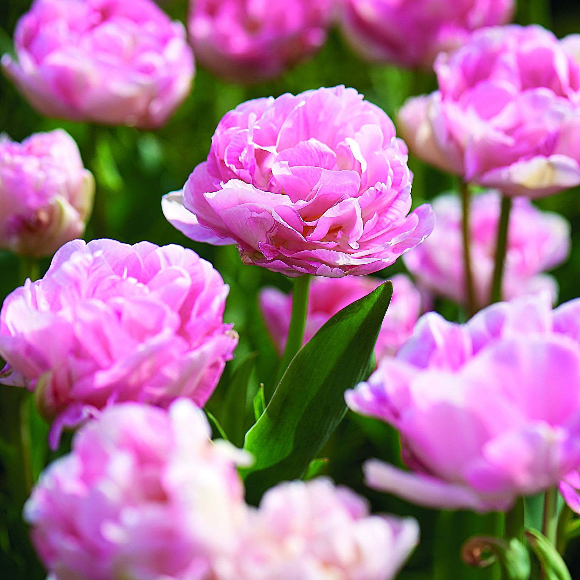Tulpe 'Angelique'