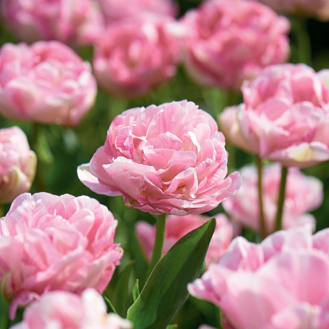 Tulpe 'Angelique'