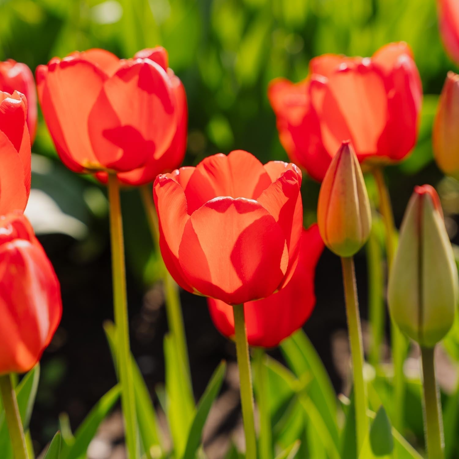 Tulpe 'Apeldoorn'