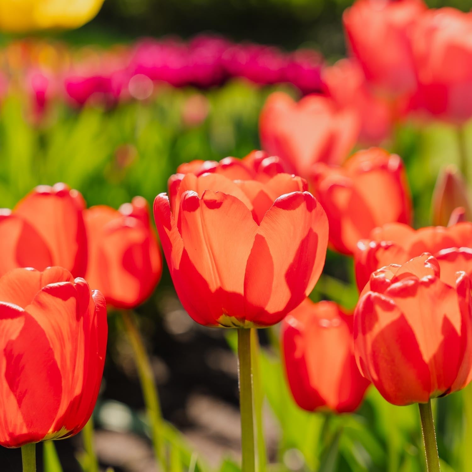 Tulpe 'Apeldoorn'