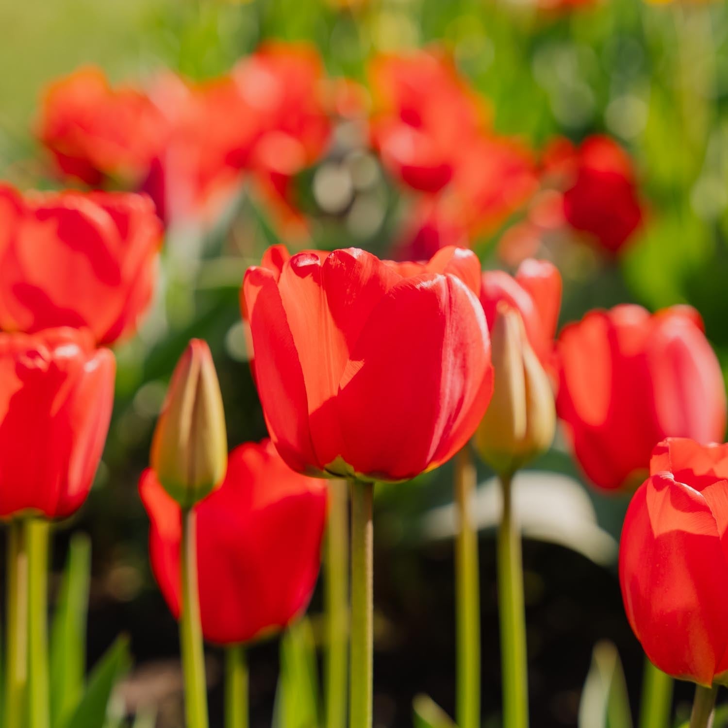 Tulpe 'Apeldoorn'