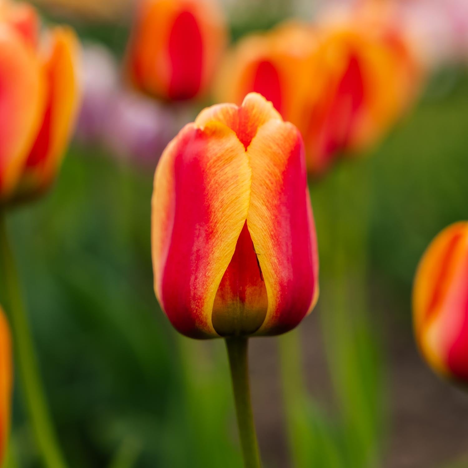 Tulpe 'Apeldoorn's Elite'