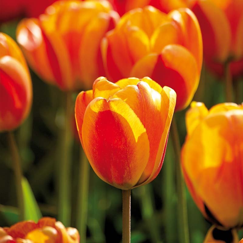 Tulpe 'Apeldoorn's Elite'