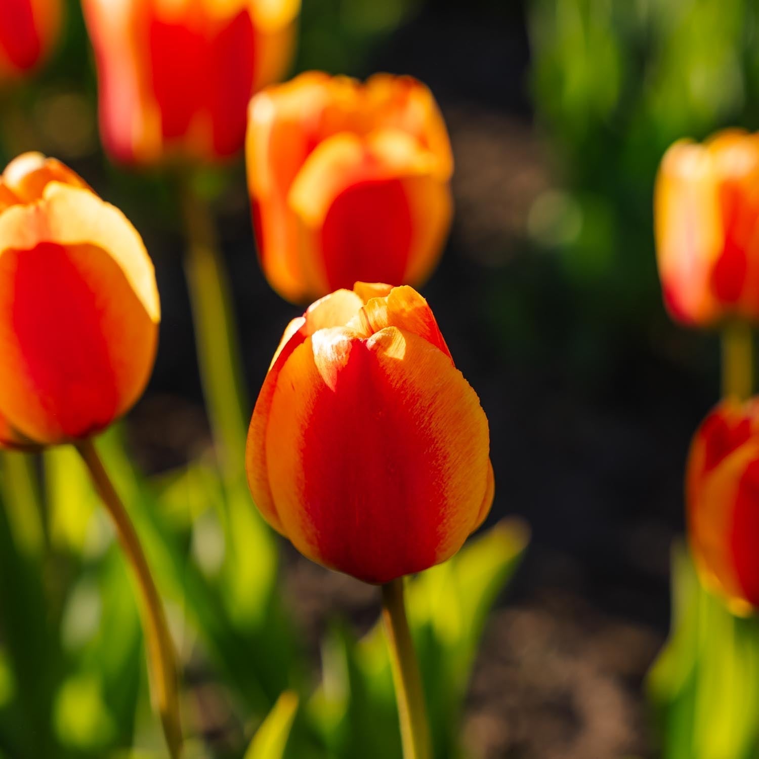 Tulpe 'Apeldoorn's Elite'