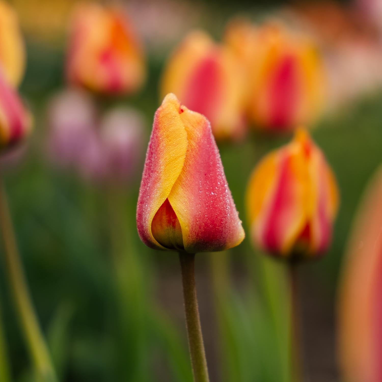 Tulpe 'Apeldoorn's Elite'
