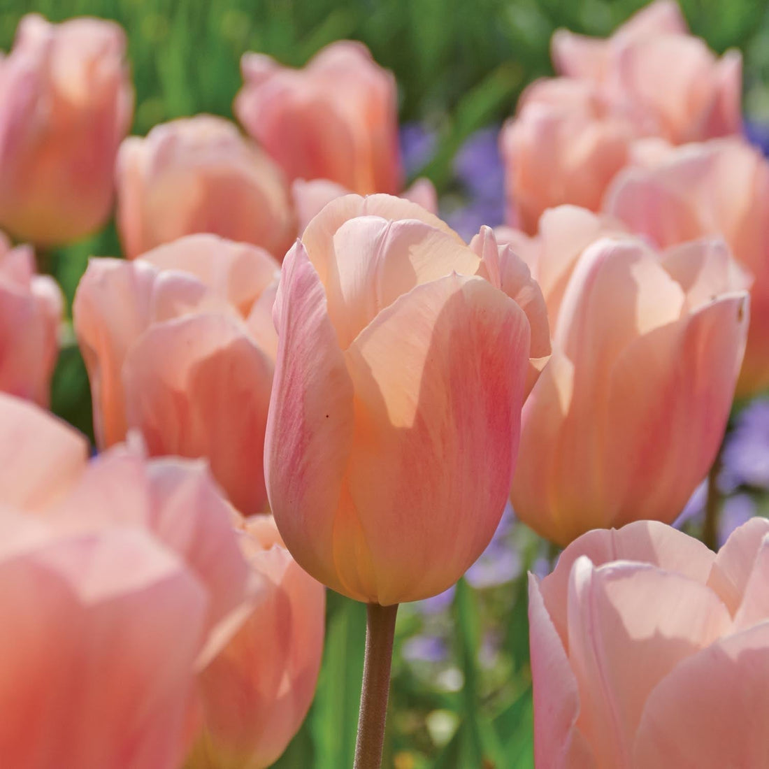 Tulpe 'Apricot Beauty'