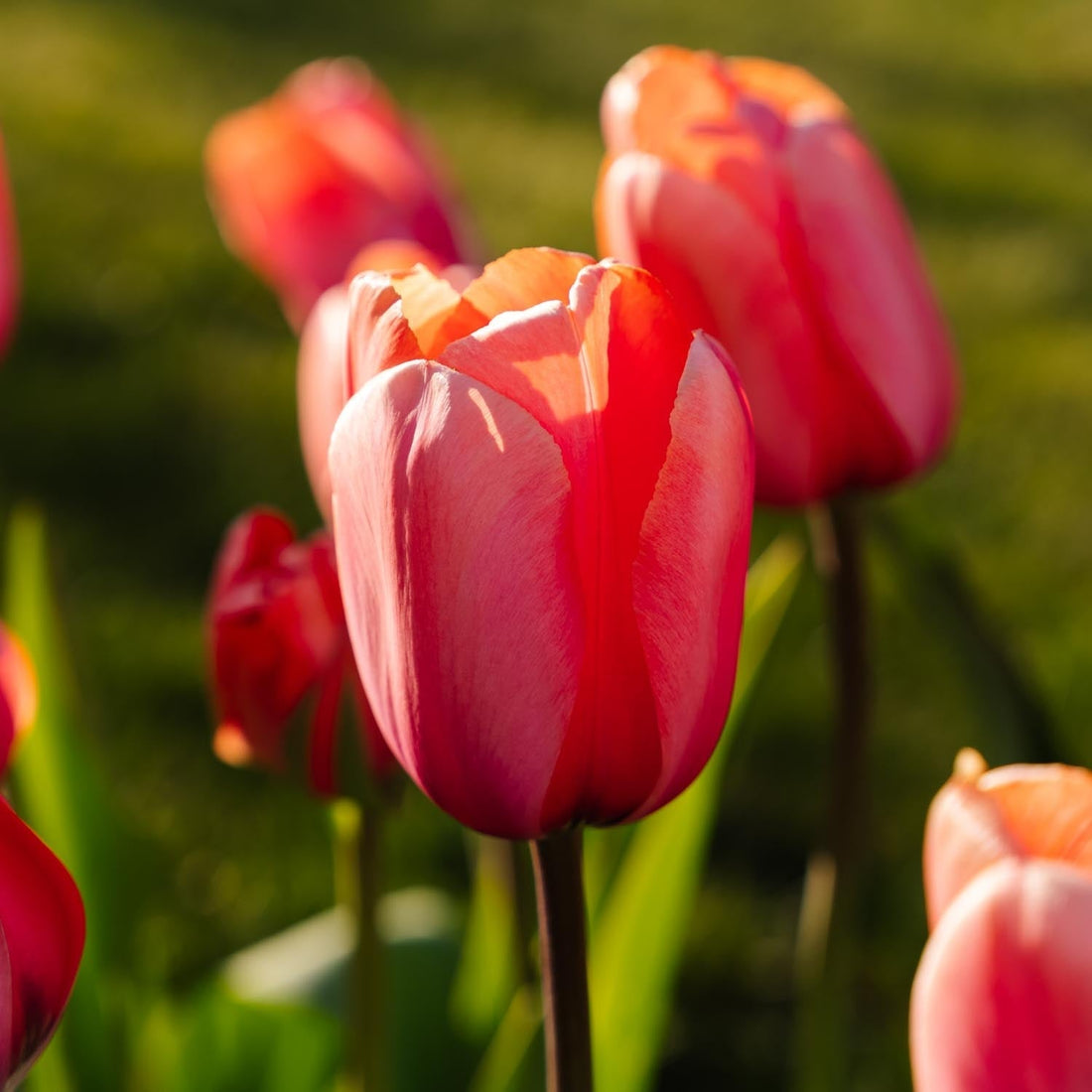 Tulpe 'Apricot Impression'