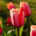 Tulpe 'Apricot Impression'
