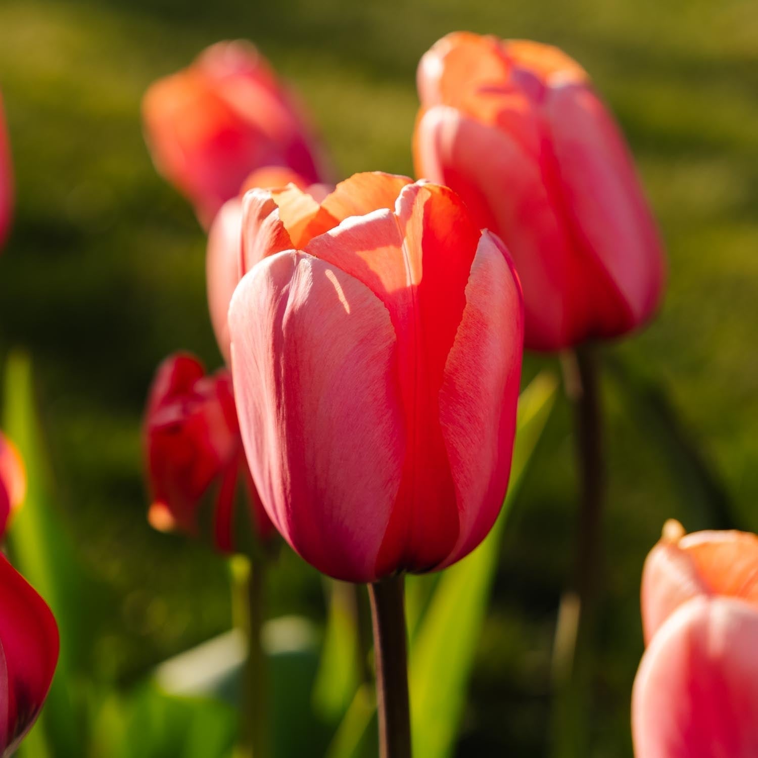Tulpe 'Apricot Impression'