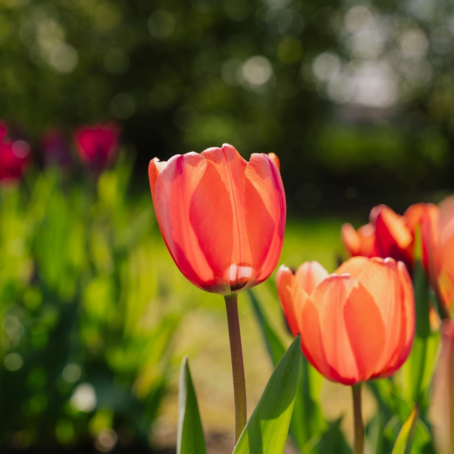 Tulpe 'Apricot Impression'