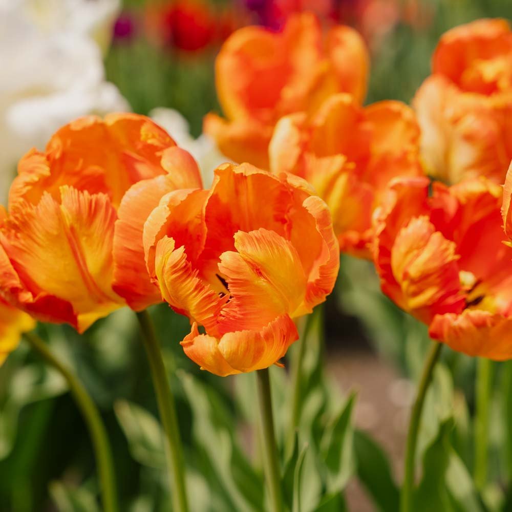 Tulpe 'Apricot Parrot'