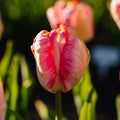 Tulpe 'Apricot Parrot'