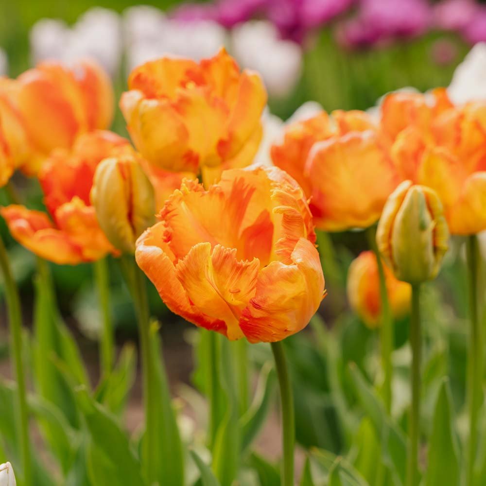 Tulpe 'Apricot Parrot'