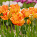 Tulpe 'Apricot Parrot'