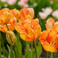 Tulpe 'Apricot Parrot'