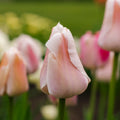 Tulpe 'Apricot Pride'