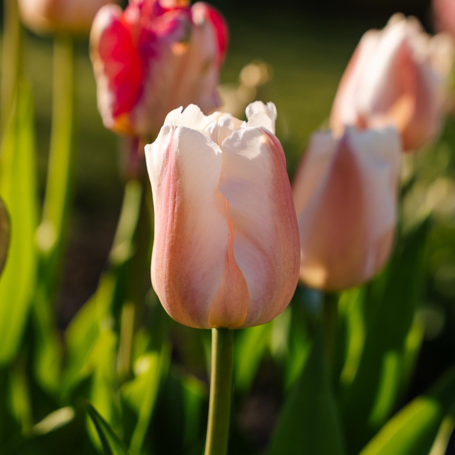 Tulpe 'Apricot Pride'